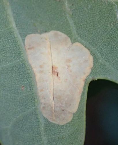 Phyllonorycter sp.